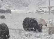 奇特！杭州高温近40℃时青海下起鹅毛大雪