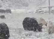 奇特！杭州高温近40℃时青海下起鹅毛大雪