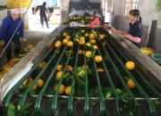 为何高价进口水果“跌落凡尘”