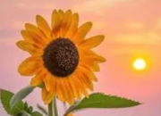 20个趣味科普冷知识：科学启蒙也可以很“上头”